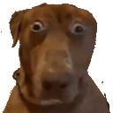 chien2 Discord emoji