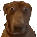chien2