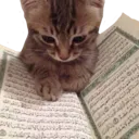 CatReadingQuran Discord Emoji