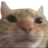 swagcat