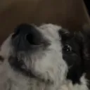 tf_you_say