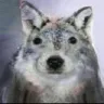 auuuu