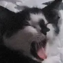 JerichoYawn