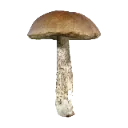 wotlmushroom