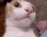 surprised