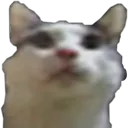 dsoulscat dsoulscat