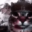 enta_cat