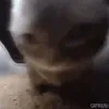 chipi_chapa_cat