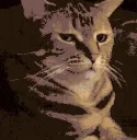 enta_zoom_stare