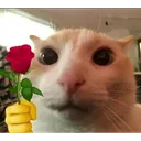 CatFlower Discord Emoji