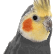 bird_cockatiel_vibe