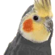 bird_cockatiel_vibe