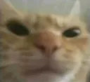 MadCat
