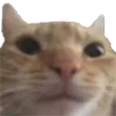 WeirdCat WeirdCat