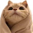 HL_catblanket_owo