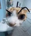 SusCat