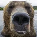 bear bear
