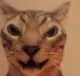 cathellyea