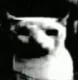 doomedcat