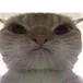 madcat madcat