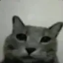 silly_cat