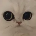 Cat_0_0