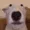 dogstarewalter