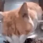 cateatinghuh