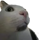 3886shockedcat Discord Emoji