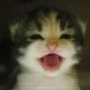 Happycat happycat Discord Emoji