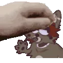 BankoePet