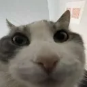 Cat_stare3