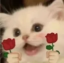 Catlove Catlove
