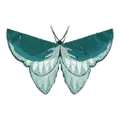 Common_Blue_Butterfly