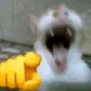 hahaloser