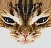 aliencat aliencat