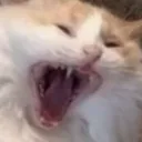angrycat