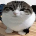951150901140287538