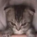 RT_catangry Discord emoji
