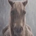 honse