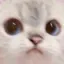 cat_uwu