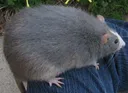 beefyboy