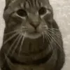 MajiNod