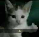 CatThumbsUp