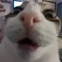 shockedcat
