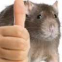 rat_approved