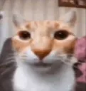 catstare