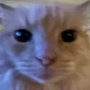 catwillowstare catwillowstare