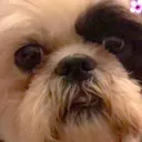 DogWantsYouToSubscribe