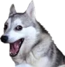 pundog pundog